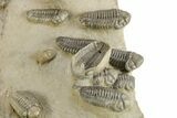 Cluster Of + Struveaspis & Austerops Trilobites - Jorf, Morocco #244128-2